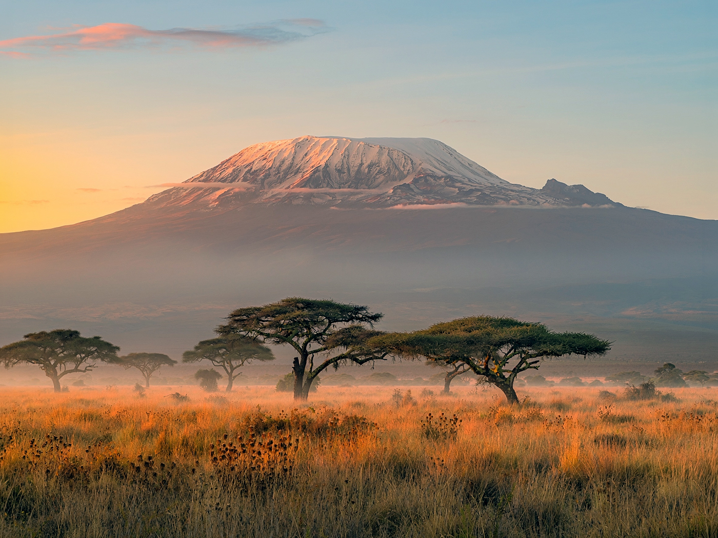 Kilimanjaro con la cima nevada y acacias en la sabana al amanecer.