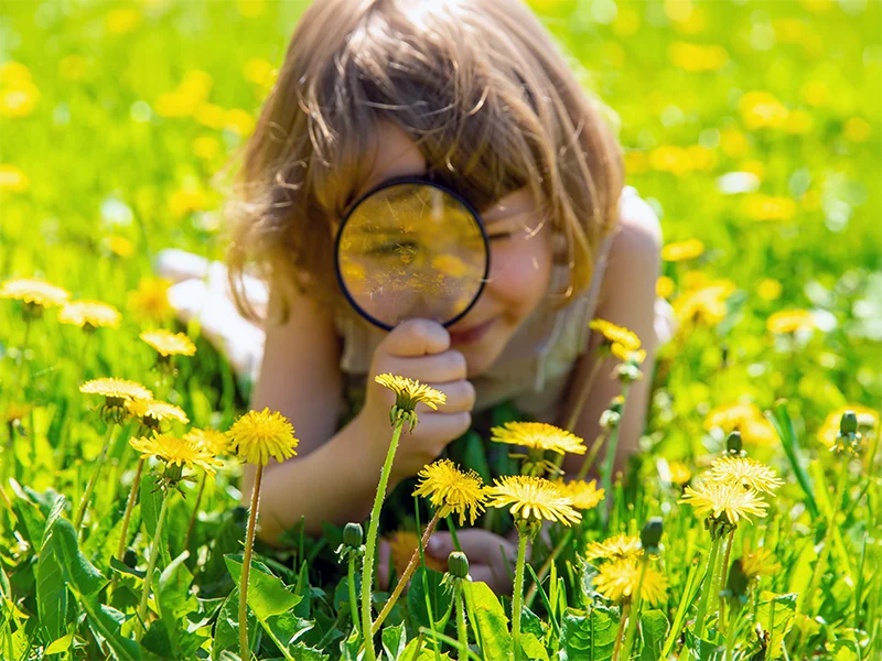 Niña observa unas flores amarillas con una lupa, tumbada en un prado.
